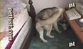 zoológico foda pornô,vídeos pornográficos de animais